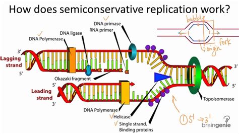 semi conservative replication process.